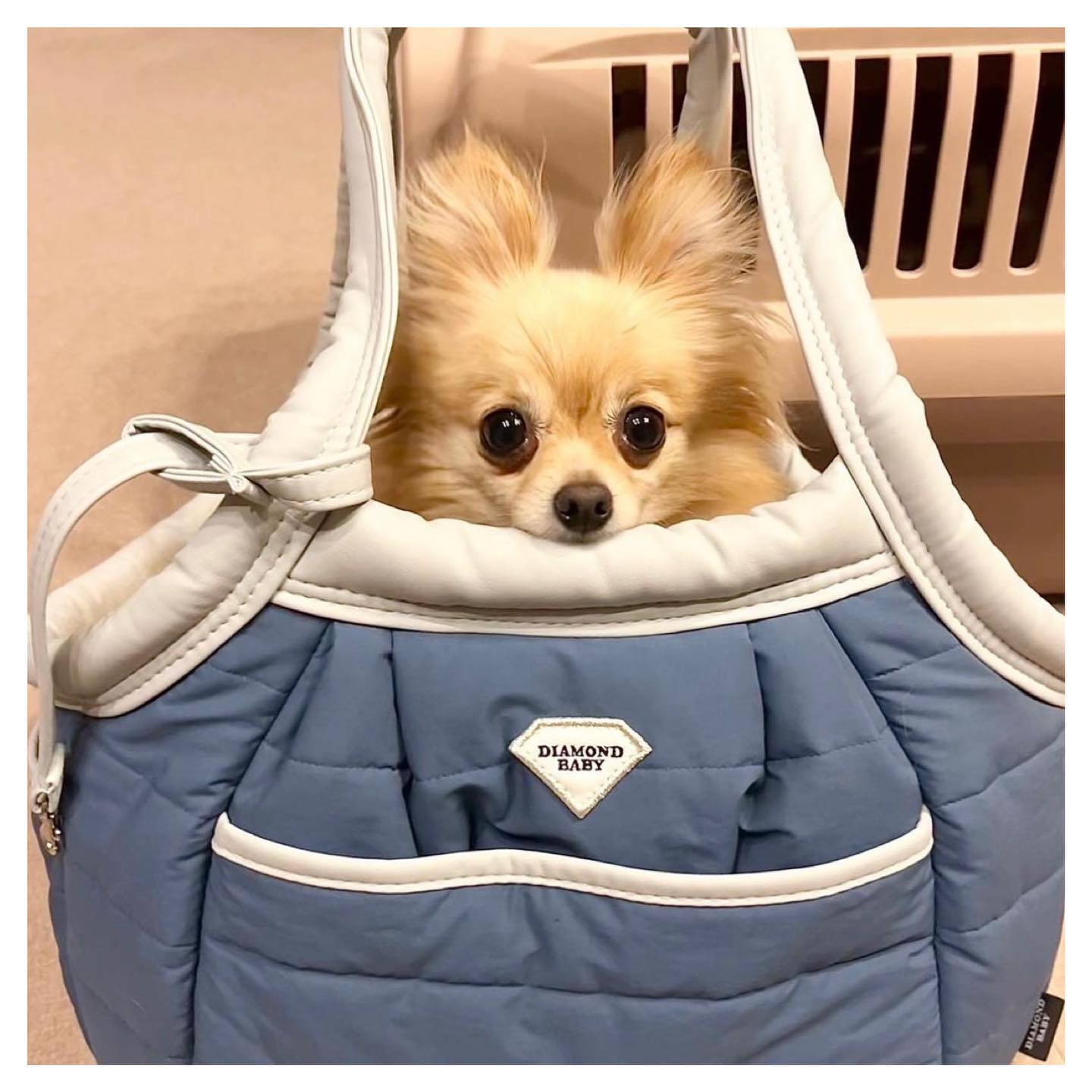 愛犬との暮らしを大切にしたい|Diamond Baby