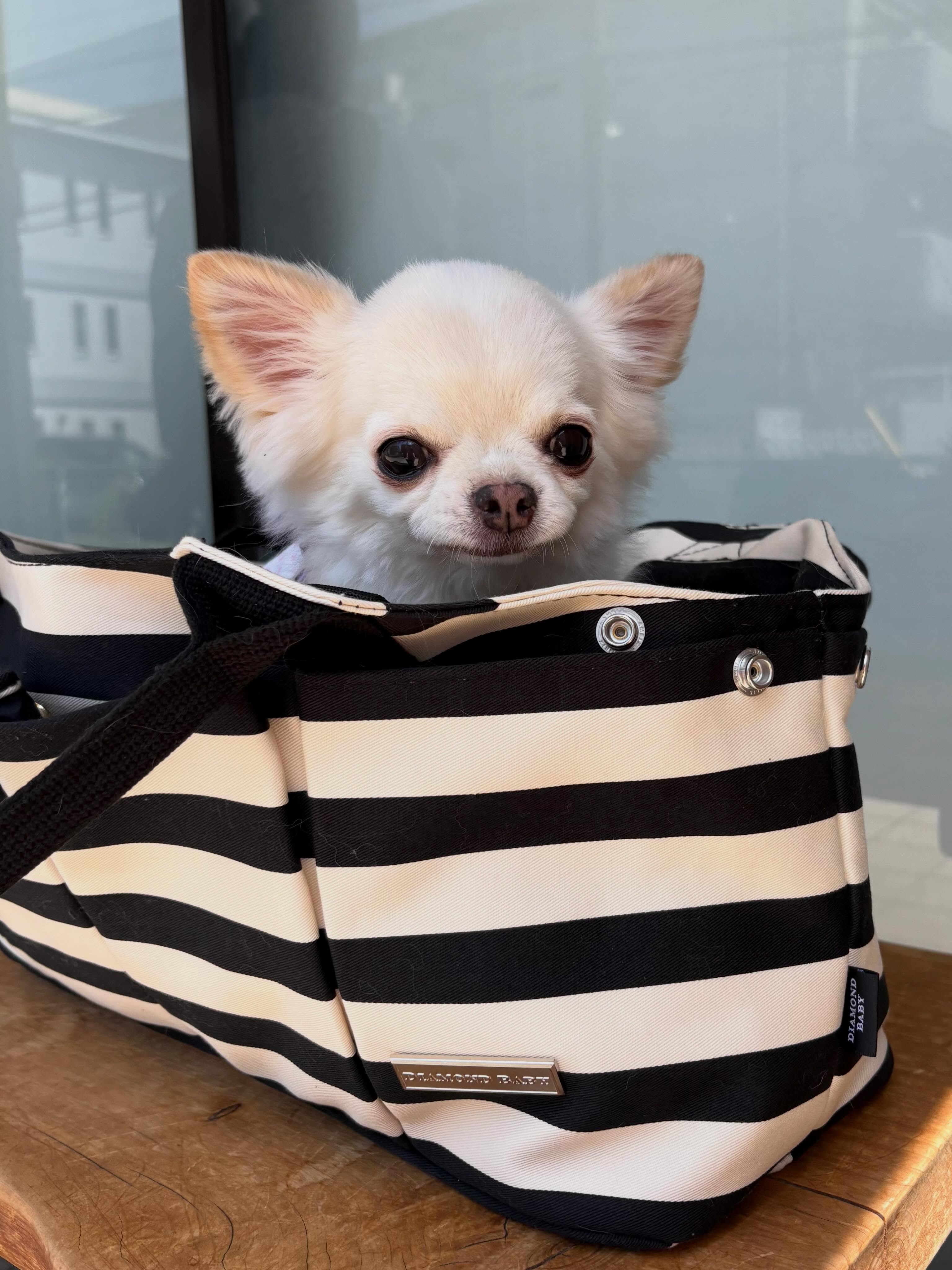 愛犬との暮らしを大切にしたい|Diamond Baby